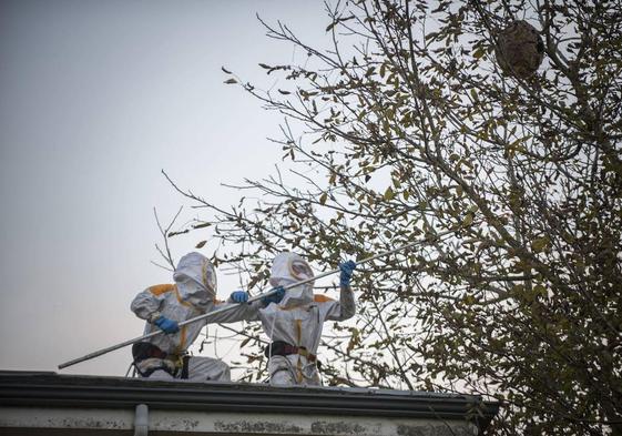 Bomberos del 112, protegidos con trajes especiales, inyectan veneno en un nido de avispa asiática.