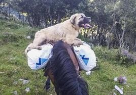 Imagen de Chulo, el perro que se llevó la 'tiktoker' sobre un caballo, cedida por el ganadero.