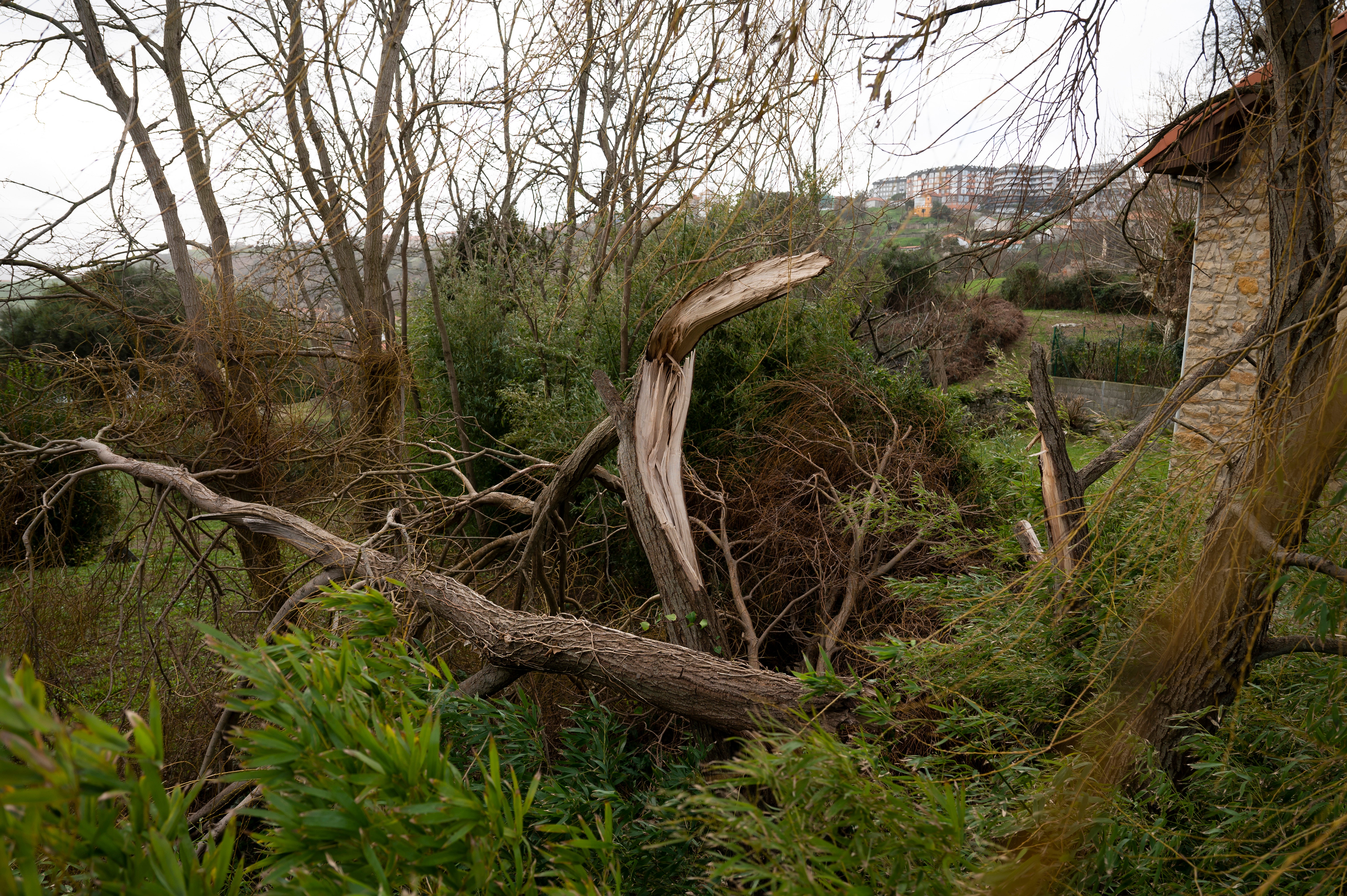 Árbol caído por las fuertes rachas de viento en Suances.