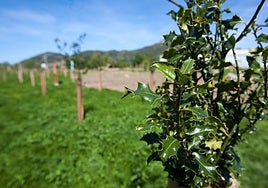 En los próximos meses se renovará el arbolado.