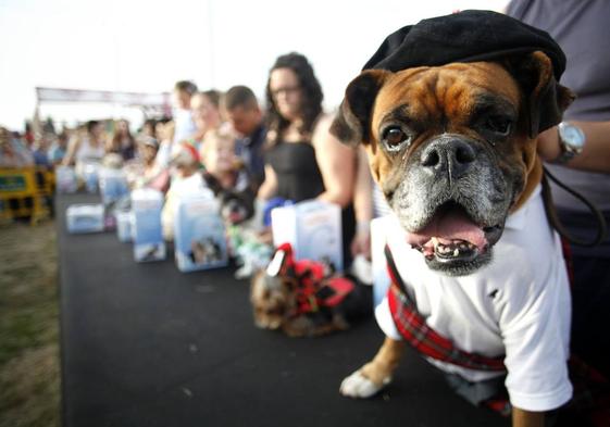 Perros y mascotas también se van de carnaval en Torrelavega