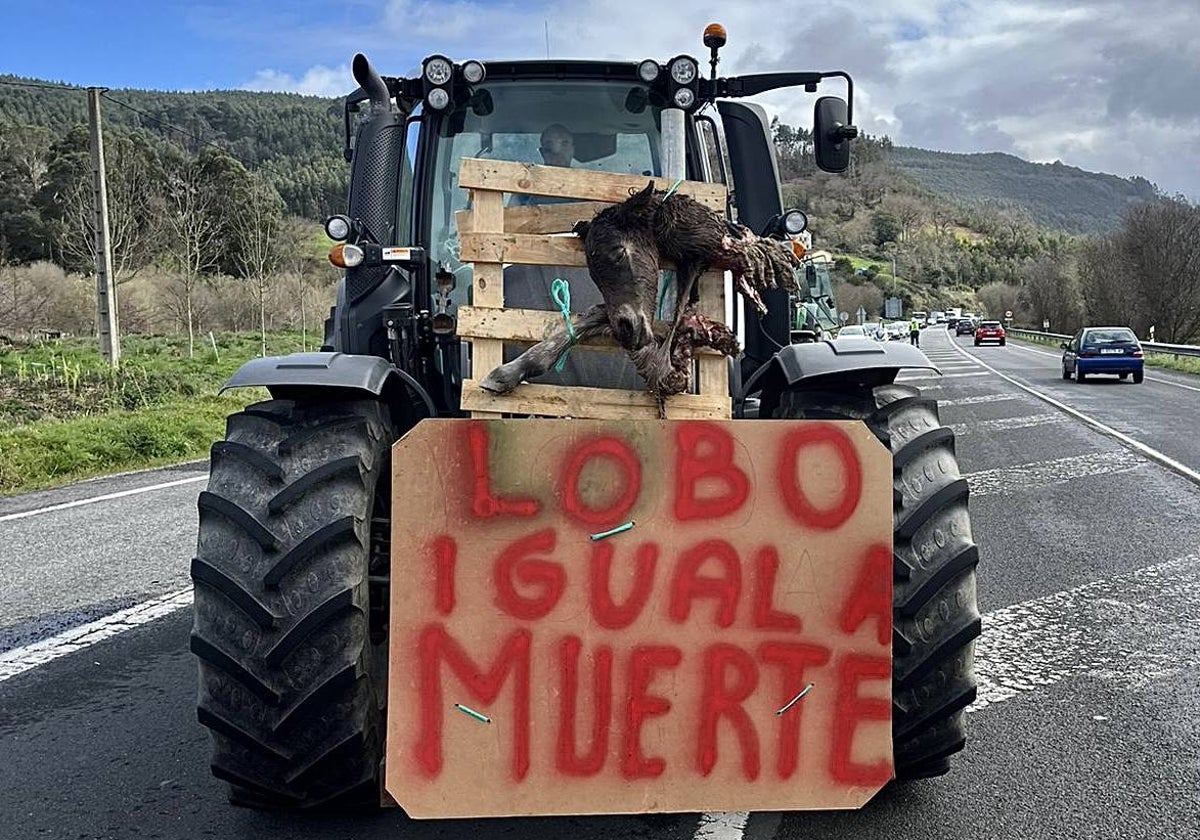 Uno de los tractores porta los restos de un potro atacado por un lobo.