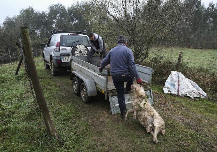 Gabriel Bueno y su hijo, propietarios de Ruiloba, cargan en un remolque las ovejas muertas para retirarlas del prado.