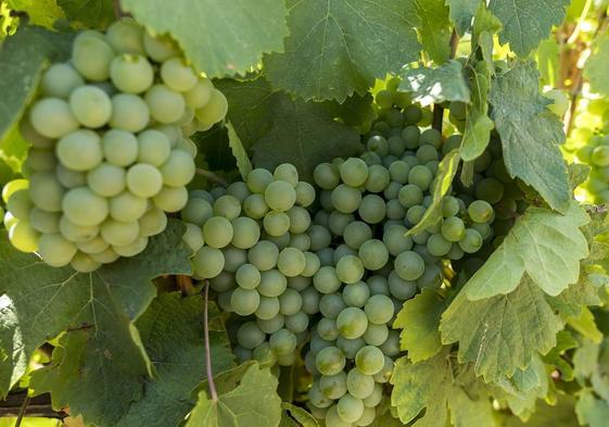 En tierras castellanas, más en concreto en el área que engloba la D.O. Rueda, las grandes extensiones de viñedo de la variedad verdejo explican las elevadas producciones cuantitavidas de vinos blancos con unos precios bastante asequibles.