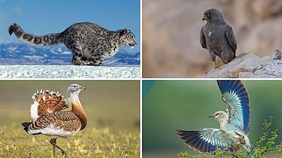 Importante acuerdo entre 133 países para proteger a las especies migratorias