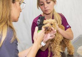 Servicios veterinarios de vanguardia: compromiso con la salud animal