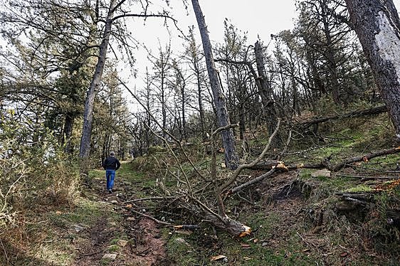 Cientos de pinos se han secado y muchos caen sobre caminos y senderos.