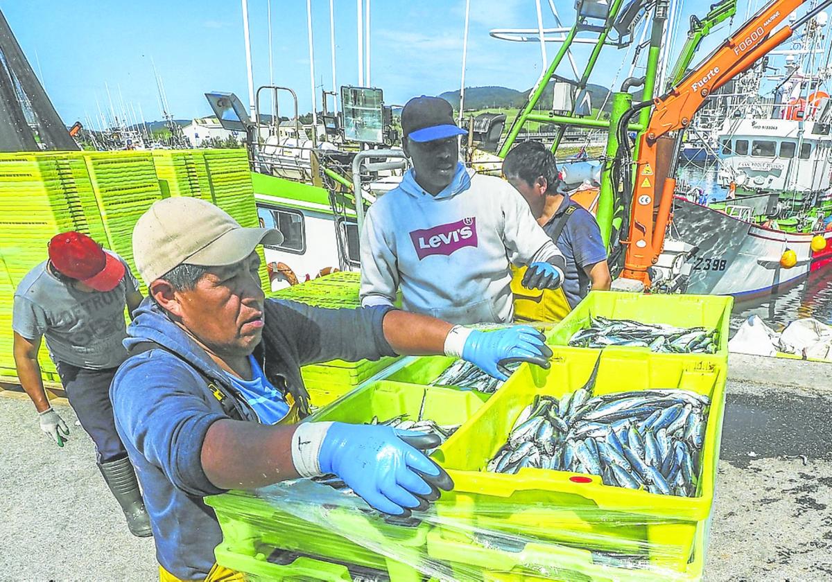 Pescadores descargando bocarte en el puerto de Santoña la pasada campaña.