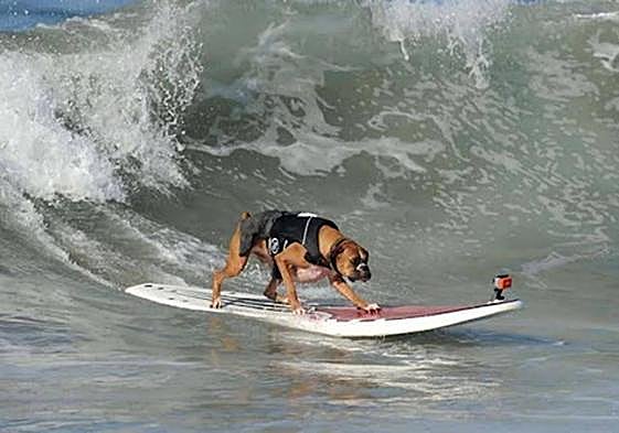 Los surfistas de cuatro patas son conocidos popularmente como 'surfurs' y cuentan con varias competiciones alrededor del mundo donde mostrar sus habilidades.