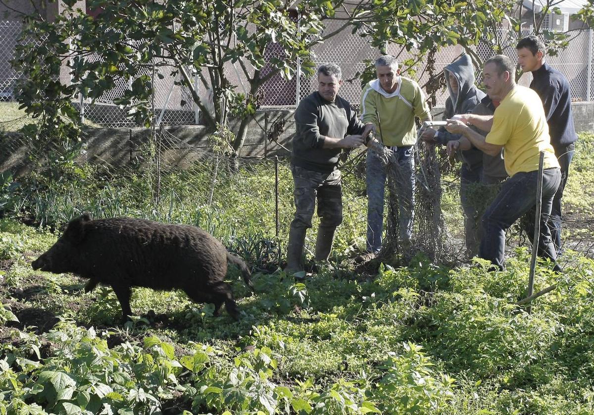 Un jabalí se cuela en un huerto de Torrelavega.