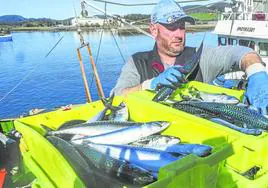 Un pescador descarga las cajas de verdel en el puerto de Santoña, que recibió ayer dieciséis barcos con capturas de esta especie.