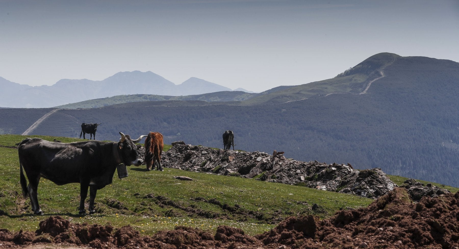 Varias vacas, en una finca de San Miguel de Aguayo frente a la sierra de El Escudo, donde está proyectado el parque eólico.