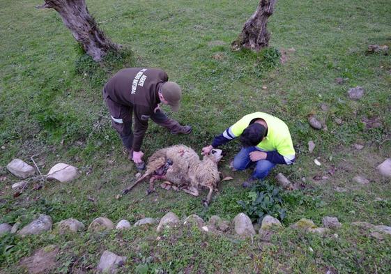 Un agente del Medio Natural observa, junto a un ganadero, los restos de una oveja matada por un lobo en Cantabria.