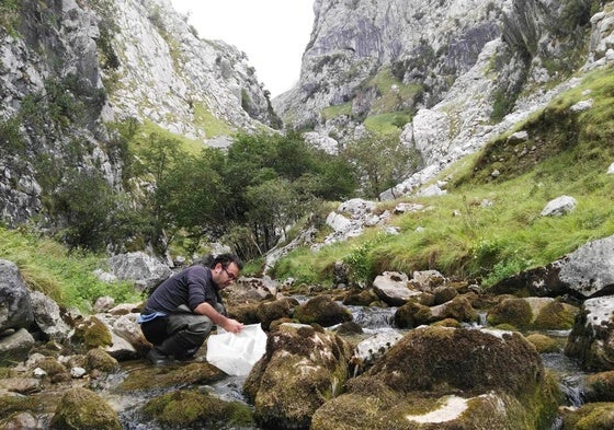 Mario Álvarez, investigador del instituto cántabro, toma muestras en un río del Parque Nacional Picos de Europa.