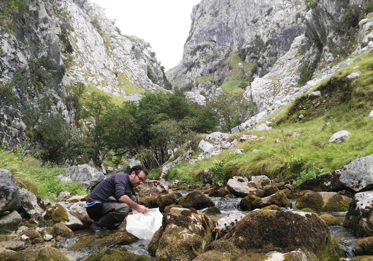 Mario Álvarez, investigador del instituto cántabro, toma muestras en un río del Parque Nacional Picos de Europa.