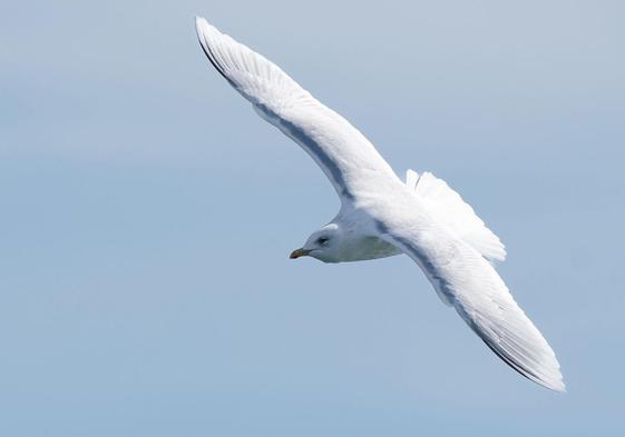 Imagen de la gaviota polar en el momento sobrevolaba Puertochico. Su blanco plumaje y el color grisáceo de las plumar primarias (las primera de las alas) les dieron la pista de la especie que acababan de ver.