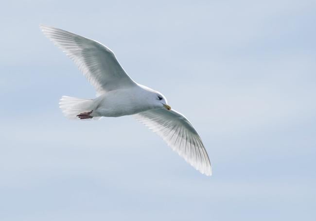 Otra perspectiva del 'larus glaucoides kumlieni' visto en Santander.