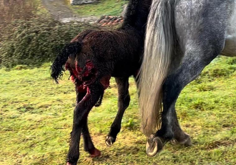 El potro herido por los lobos en la localidad de Sarceda.