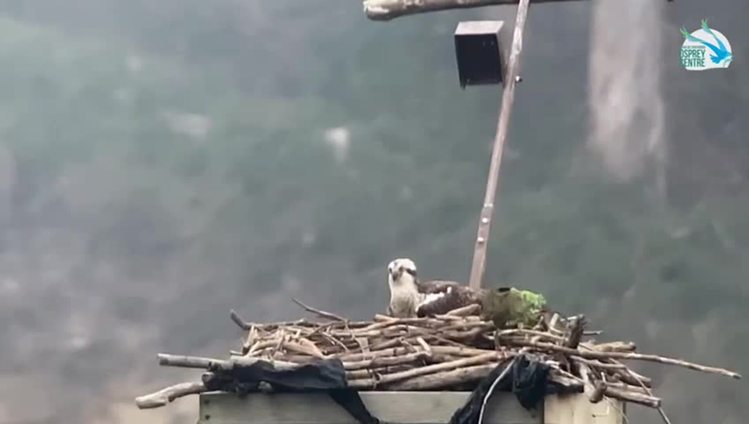 águila pescadora incubando en el estuario del Miera