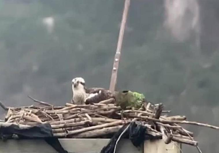 Txuriko y Landa volverán a ser padres esta temporada