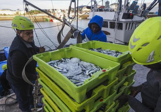 Pescadores descargan en el puerto de Santoña el bocarte capturado en las dos primeras semanas de marzo.