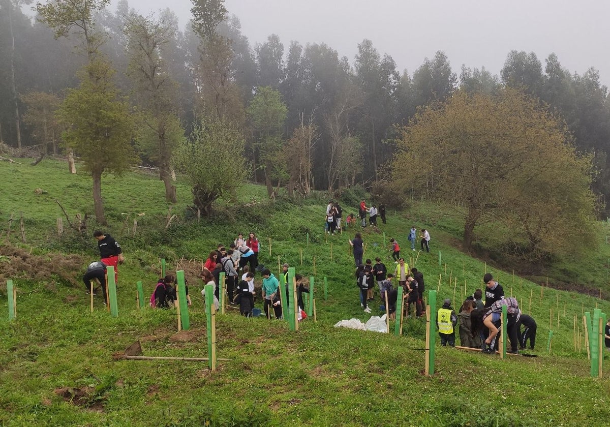 Dos centenares de alumnos participaron en la plantación de 400 árboles autóctonos en Colindres.