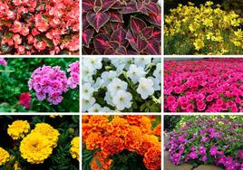 Estas son las flores que se han plantado en Santander para recibir la primavera.