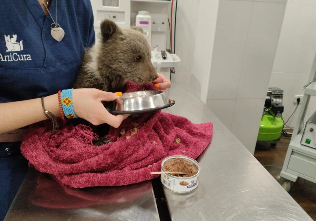 Una veterinaria alimenta a la osezna en una cínica de Oviedo