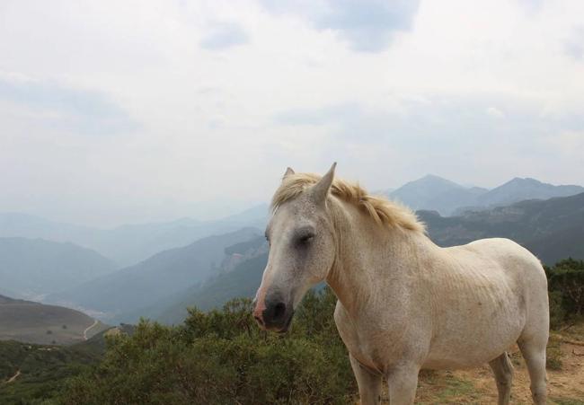 Un caballo salvaje en la zona de Cabén de Remoña en dirección a Santa Marina de Valdeón.