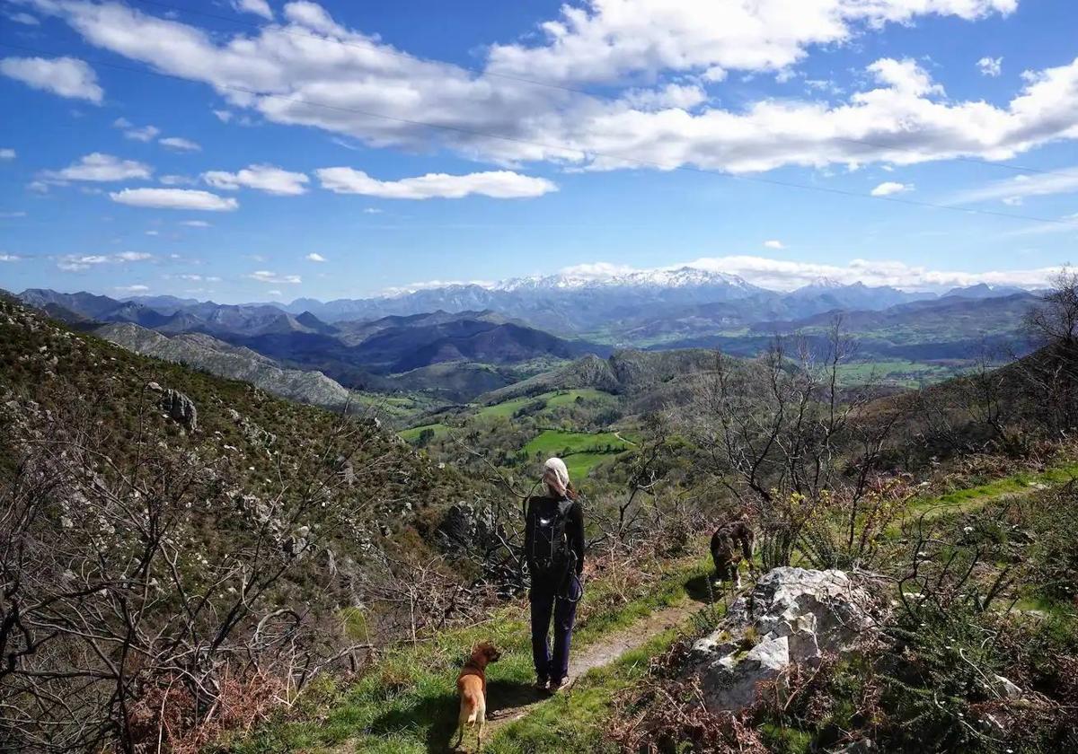 Mirando hacia los Picos de Europa desde uno de los senderos que ascienden a Pienzu desde la localidad de Cofiñu, en Parres.