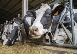 El cuidado de las vacas de leche requiere de un mayor trabajo y sacrificio que el de las de carne.
