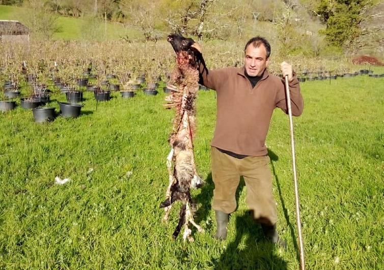 Uno de los animales que atacó el lobo.