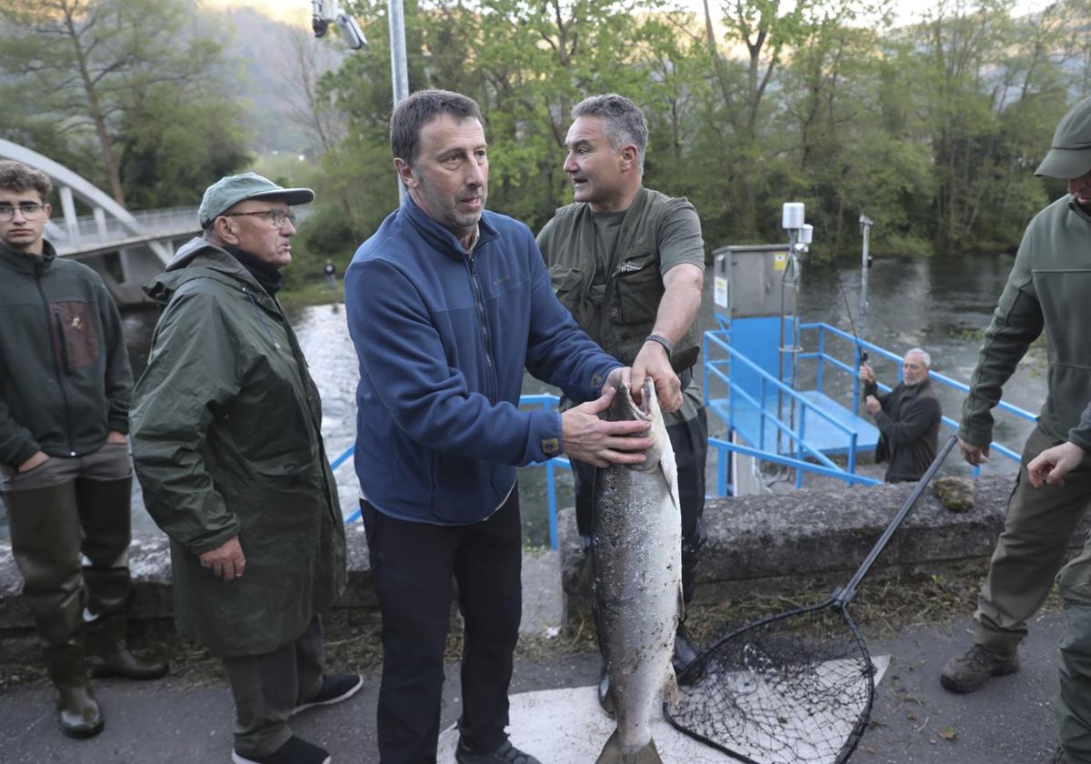 El Narcea vuelve a dar el campanu de Asturias, un ejemplar «de los de antes»