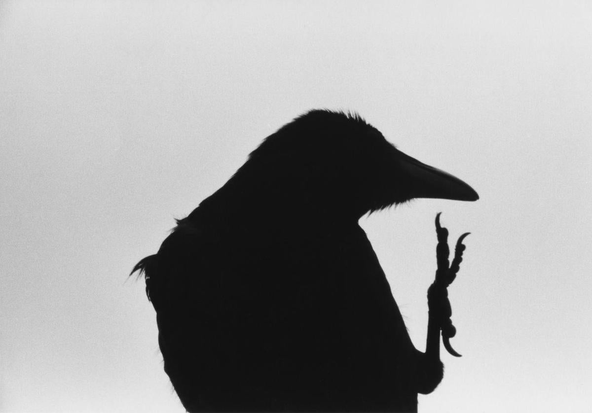 Imagen de 'Ravens', una de las series más importantes del fotógrafo japonés Masahisa Fukase que se podrá ver en Santander.