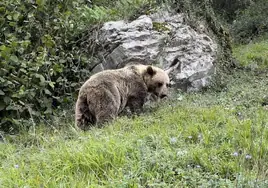 Un oso pardo en la Cordillera Cantábrica.