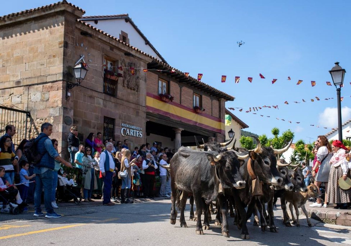 Por la tarde, el ganado tudanco tomará el Camino Real.