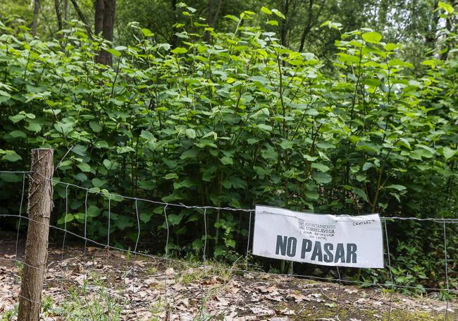 Una de las invasoras que crece en el espacio verde.