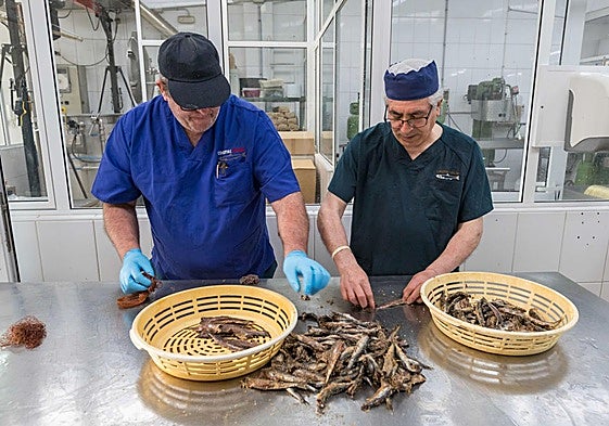 Dos trabajadores quitan la piel al bocarte con una malla de red en la fábrica de la conservera