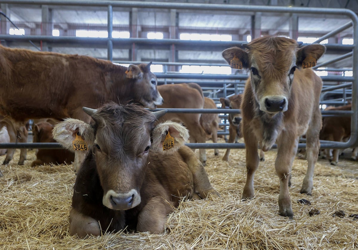 Dos vacas en el Ferial de Torrelavega.