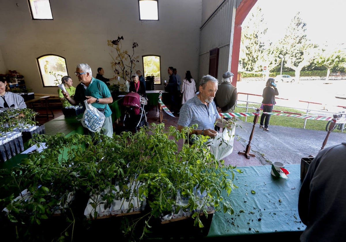 Reparto gratuito de plantas de tomates en las naves de La Lechera.