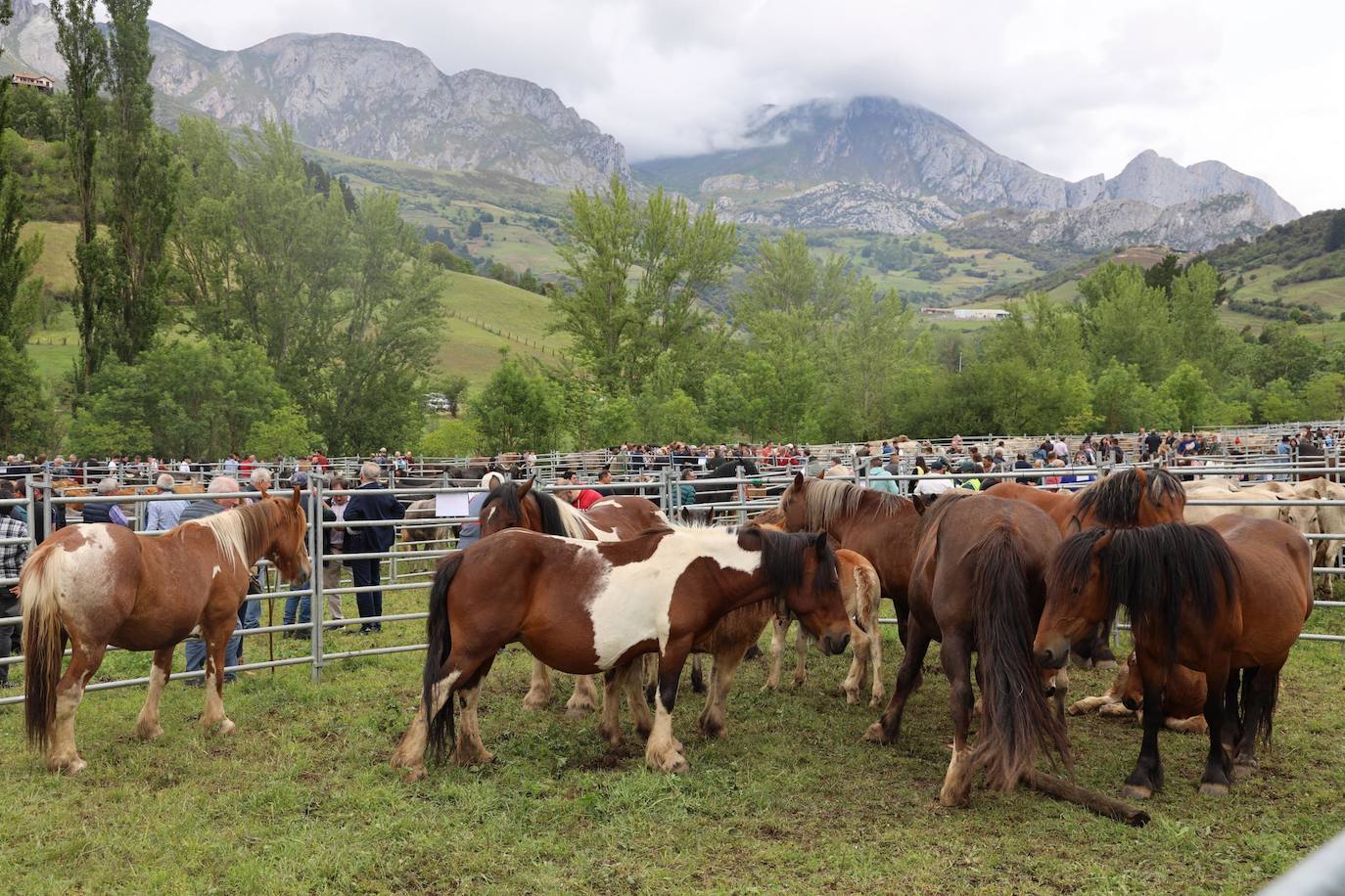 Hubo 28 cabezas de ganado equino. 