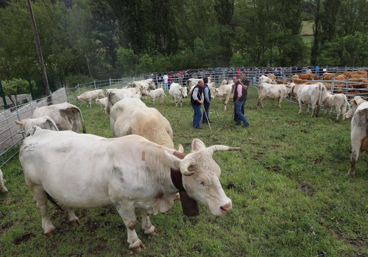 Más de medio millar de cabezas de ganado en la Feria de Tama