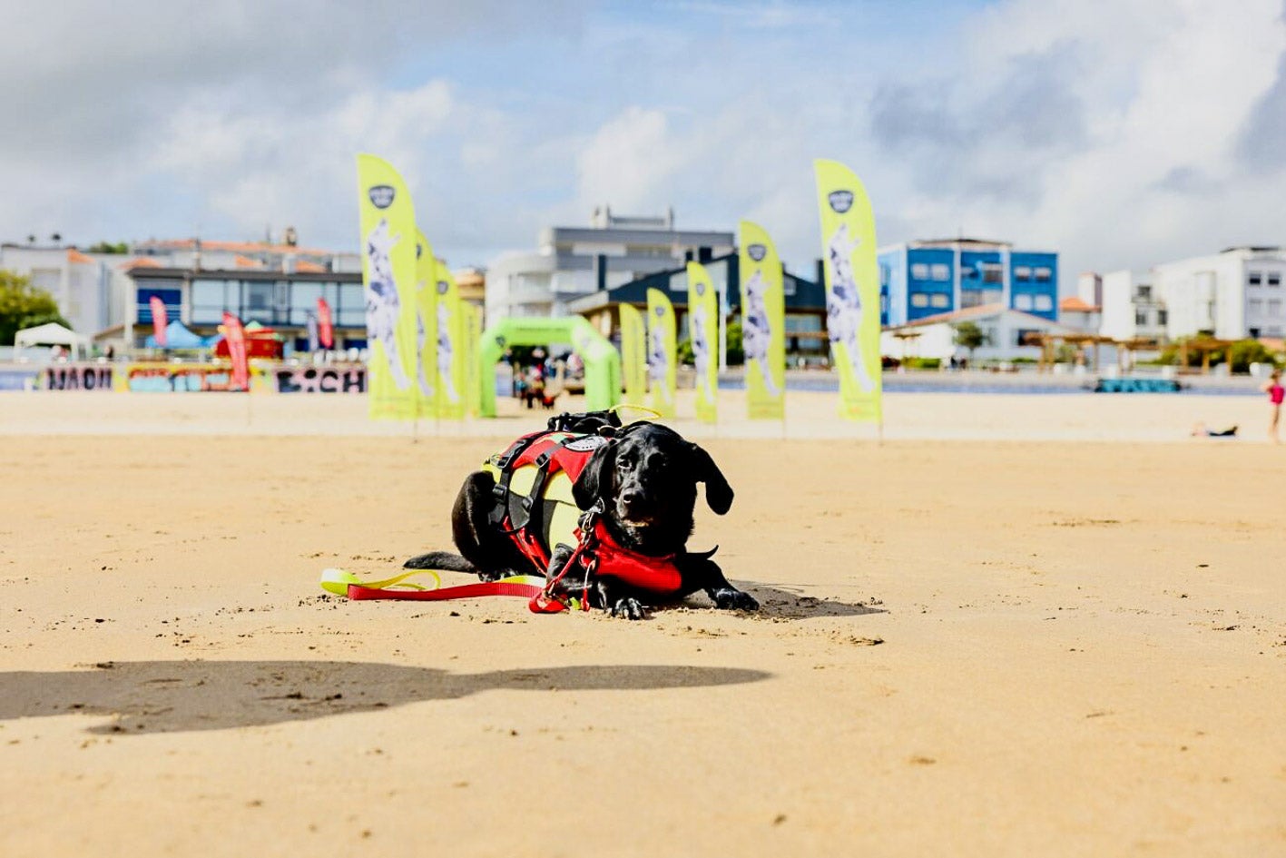 Un can descansando en la arena de la Concha tras un buen baño.