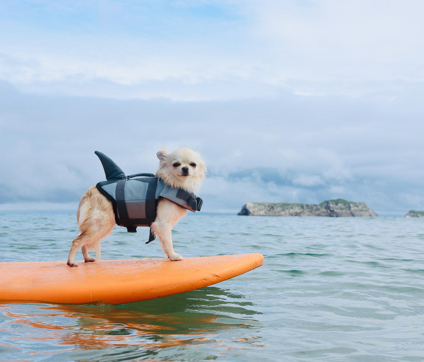 Kira, en un receso de las olas. 