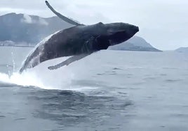 Imagen de la ballena jorobada tomada cerca de Santurce.