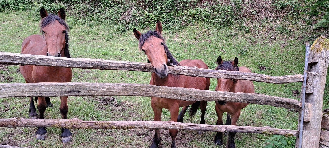 Unas yeguas miran curiosas al visitante.