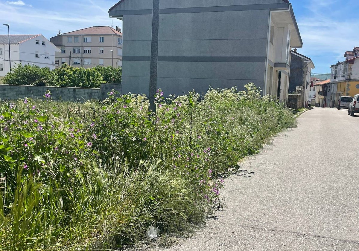 Las calles de Sorribero, Mallorca y las cercanías del cementerio viejo son algunas de las zonas más afectadas por la creciente vegetación.