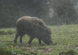 Organizan una batida de jabalíes en Entrambasaguas