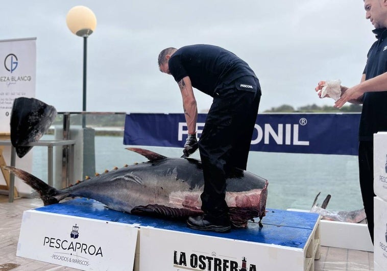 El atún rojo de aleta azul procede de la almadraba de Barbate.