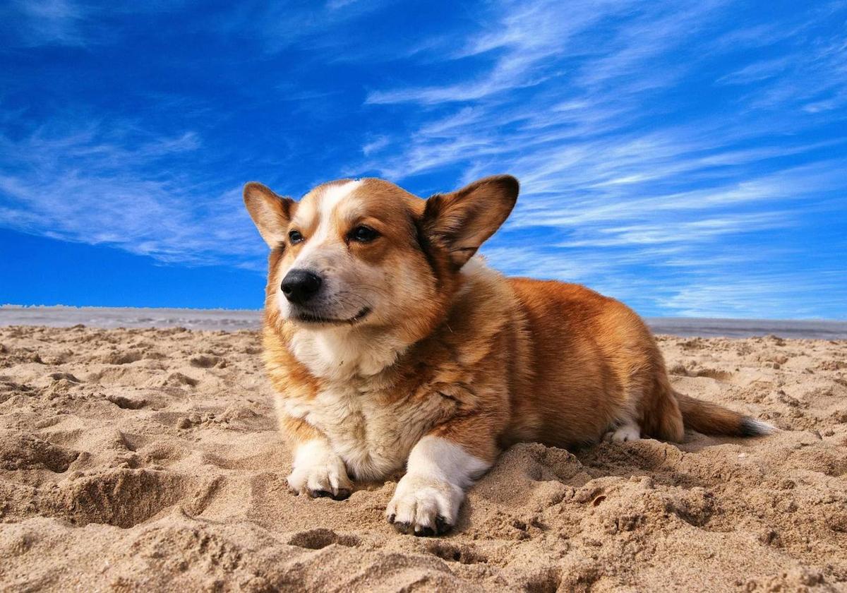 ¿Plan de perro y playa en Cantabria? Apunta estos 13 únicos sitios